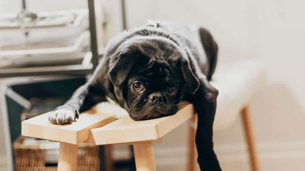 a pug that could motivate lazy employees